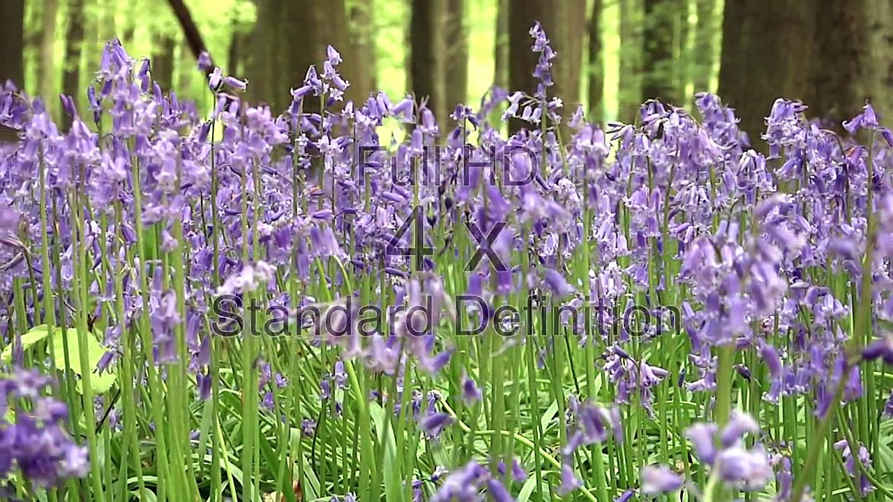 Full HD vs HD Ready