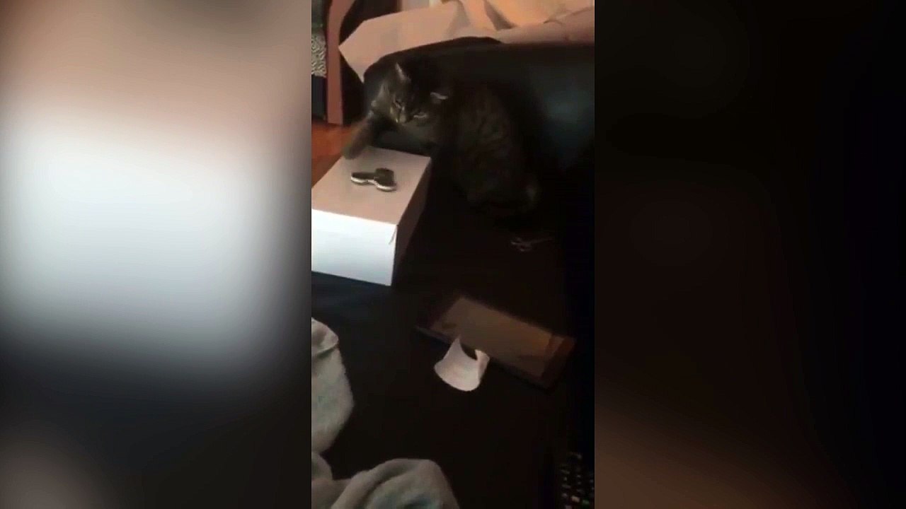 Même les chats adorent jouer avec les hands spinner !