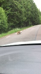 Small Fox Learning to Hunt