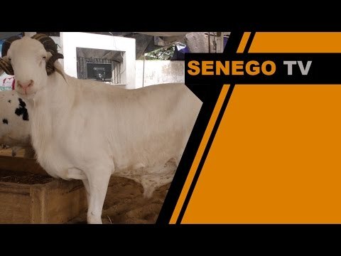 Senego TV Moutons VIP