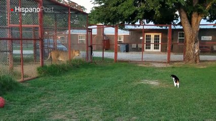 Una gata americana se enfrentó de tú a tú con una enorme leona