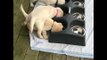Eager Puppies Can't Contain Their Love of Food