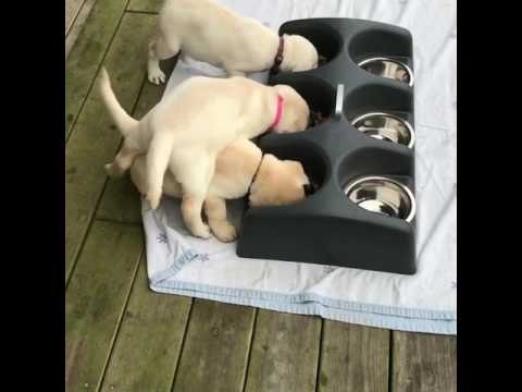 Eager Puppies Can't Contain Their Love of Food
