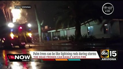 Time to take action around your property protecting palm trees from the monsoon