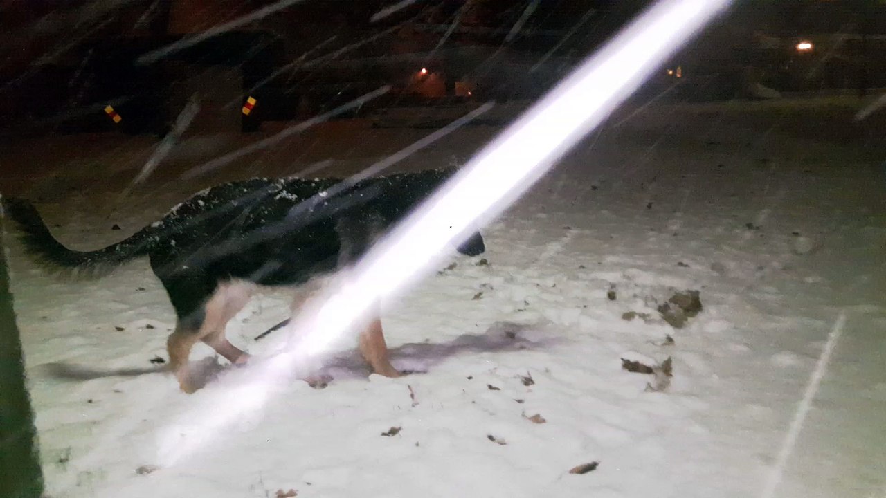 German Shepherd Experiences Snow for the First Time