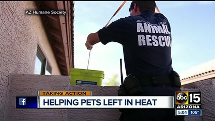 Extreme heat causes more rescue calls for animals