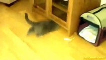 Funny Videos 2017  - 23423werwerny Cat Videos - Funny Animals - Cats Funny Sliding Comp
