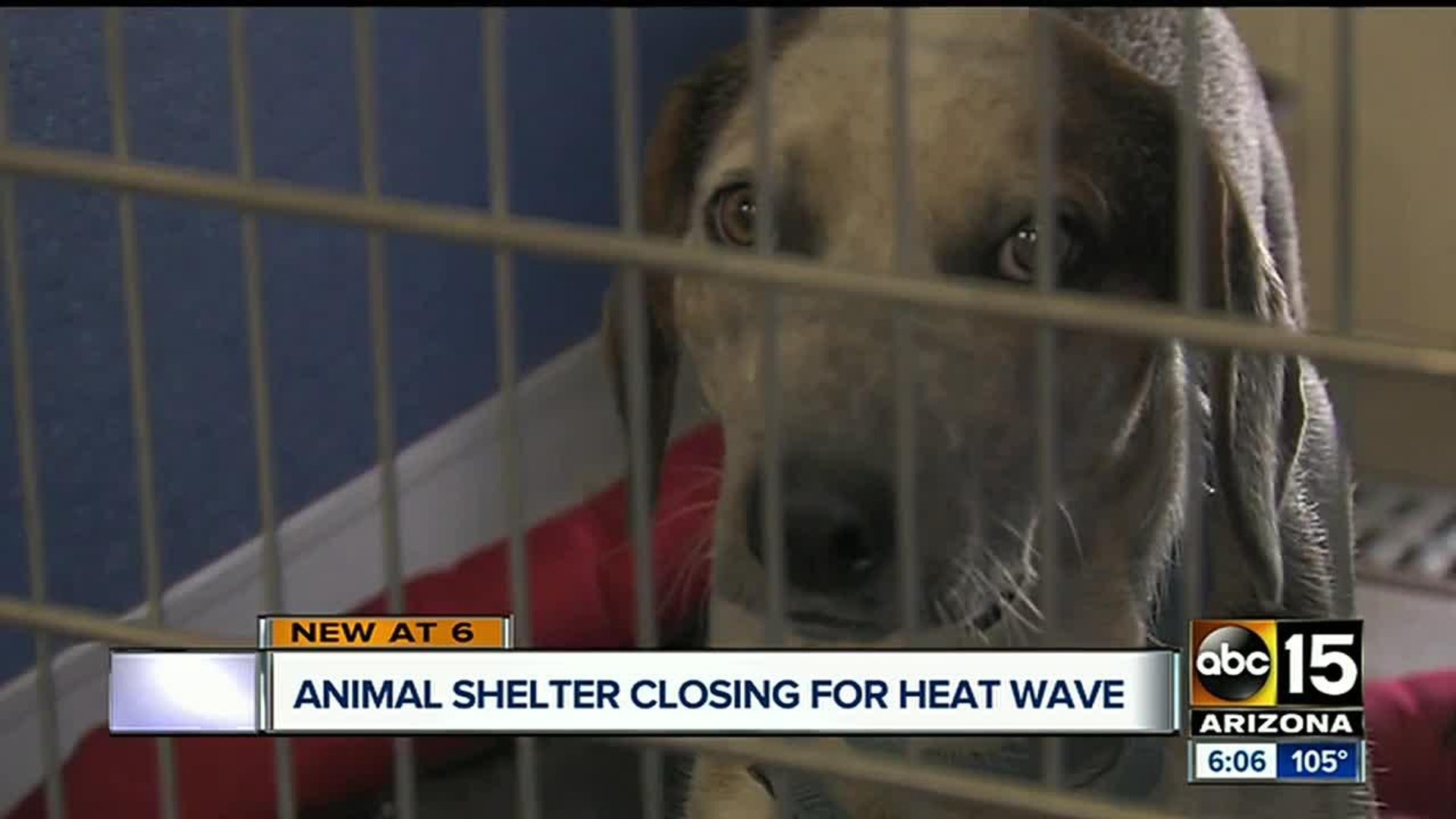 ⁣Arizona Animal Welfare League shutting down shelter due to heat