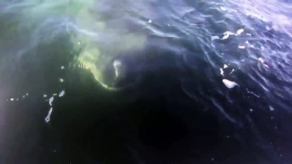 Huge Shark Lurks Just Below Surface Near Fishermen's Boat Off Cape Cod