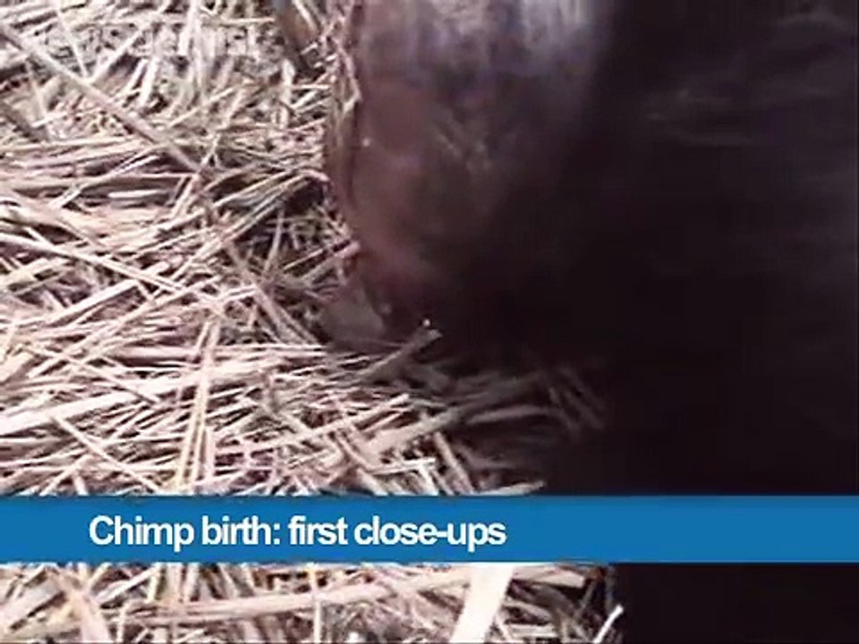 400.Chimp birth- first close-ups