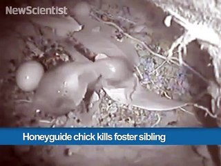 385.Honeyguide chick kills foster sibling