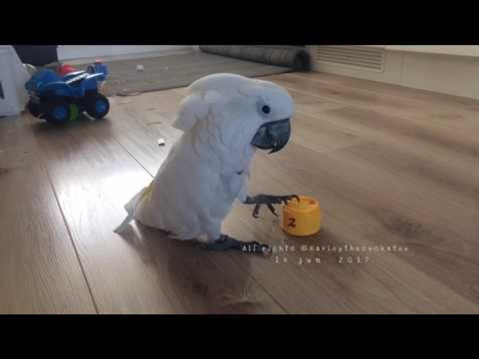 Cockatoo vs. Thistle Seed