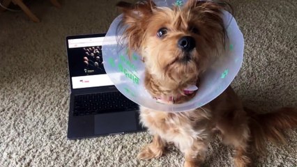 Humble Yorkie Sits Down When Kendrick Lamar Tells Her To