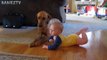 Cute Dogs and Babies Crawling Together - Adorable babies Compilation-IEEo5