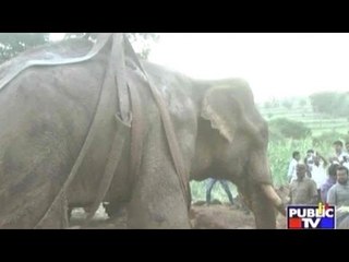 Siddha's Temporary Recovery For Karnataka Rajyotsava