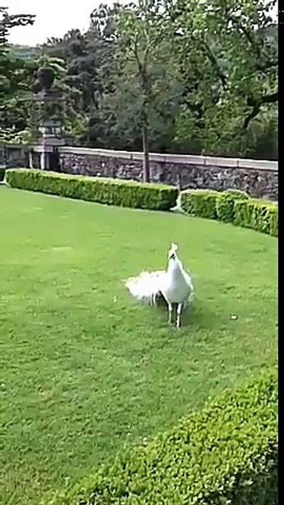 Pecock