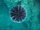 Dubyone Vidéo sous-marine en apnée