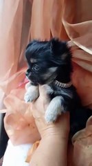 Ninette 44 jours 16.06.2017