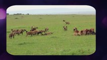 Hyena Attack Lion - Lion Kills Hyena Most Amazing Wild Animal Attacks Videos