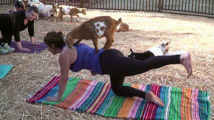 Du yoga avec des chèvres, la dernière mode aux Etats-Unis