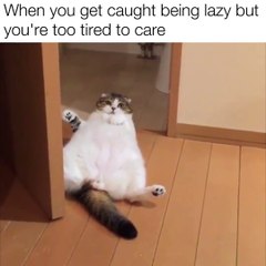 Quand ton chat a une grosse flemme