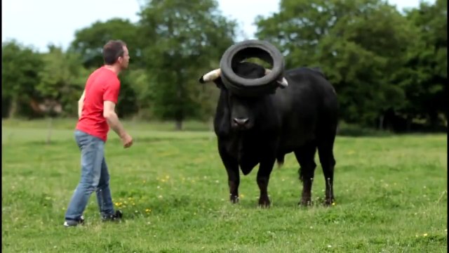 Ce taureau adore jouer avec son pneu... Dingue