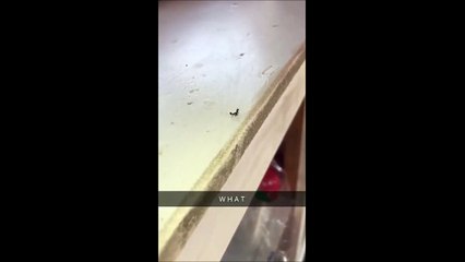 Vous allez assister à un sacrifice de fourmi...