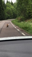 Ce renard est un vrai voleur de poules...