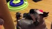 Kittens Talking and Plith their Moms Compilation _ Cat mom hugs baby kitten