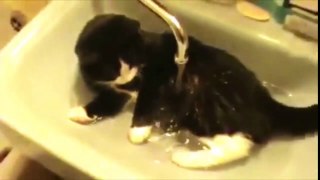 Funny Cats Eg Bath _ Cats That LOVE Water Com