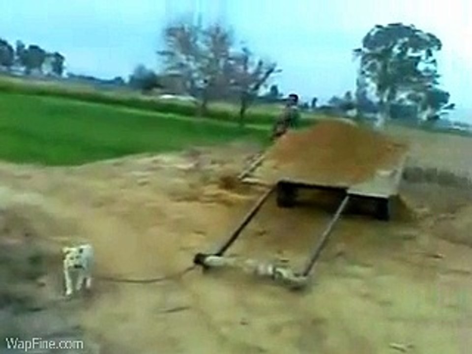Cute_Dog(WapFine.CoM)
