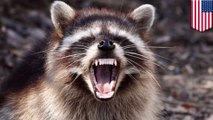 Rabid raccoon: female jogger attacked by raccoon in forest, gets bitten and drowns it - TomoNews
