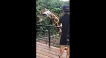 Il se prend un coup de tête par une girafe.