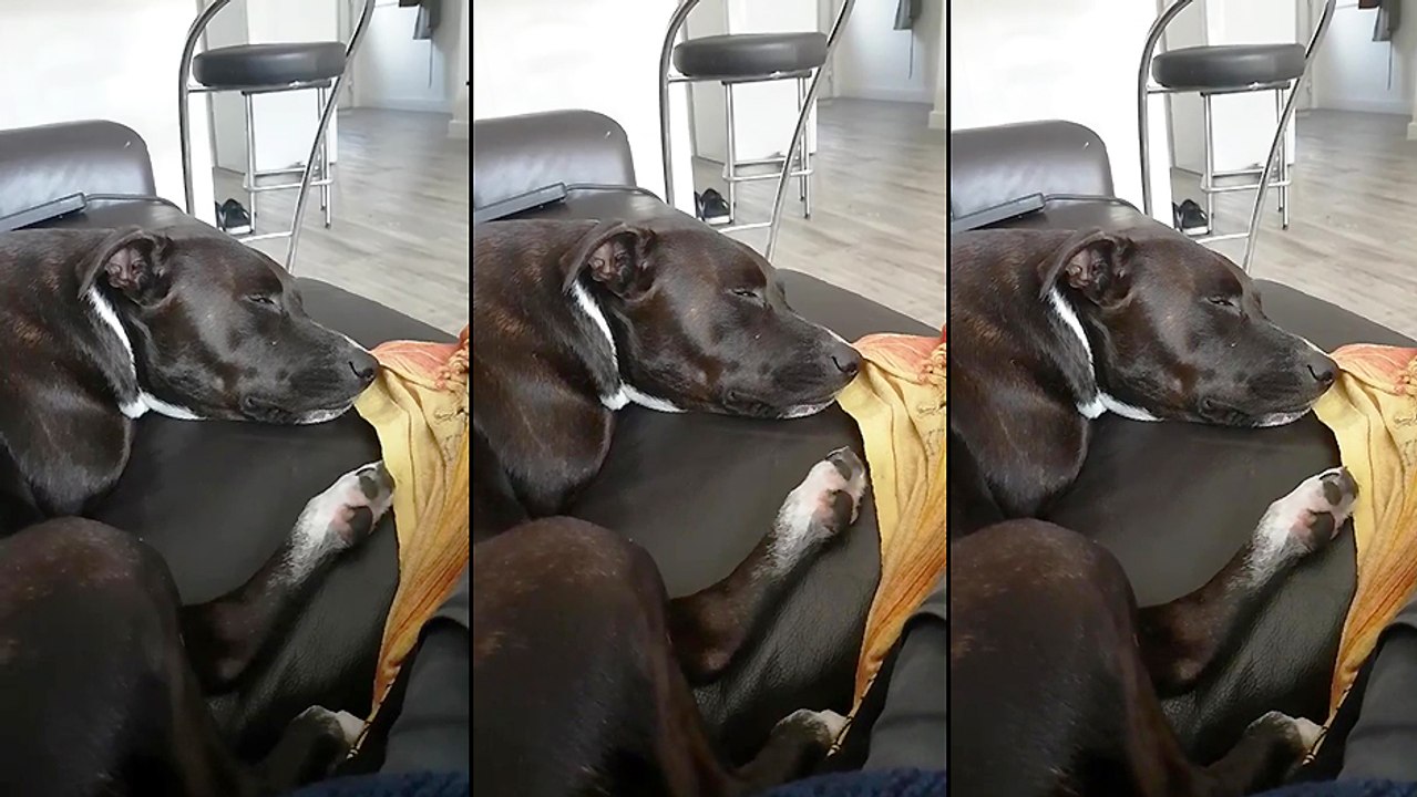 Ce chien est un grand fan de Kenny Dorham