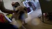 Lola Bulldog Anglais en Slow Motion - GoPro HERO3 Black Edition