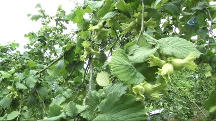 Fındık Bu Yıl Üreticisini Sevindirecek