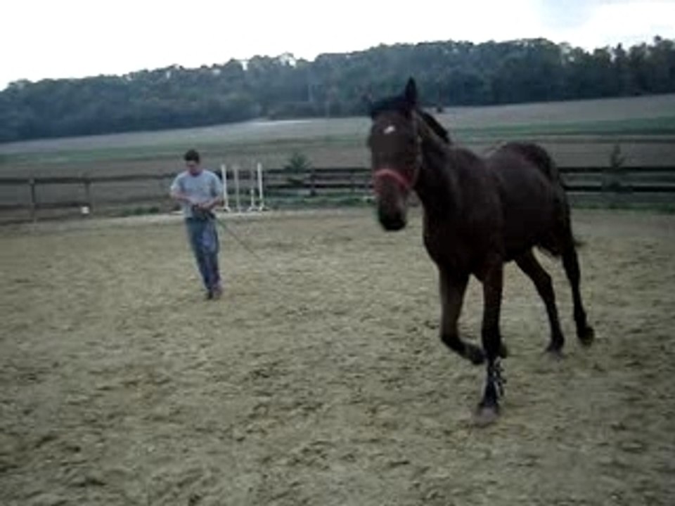 Quitus droite trot