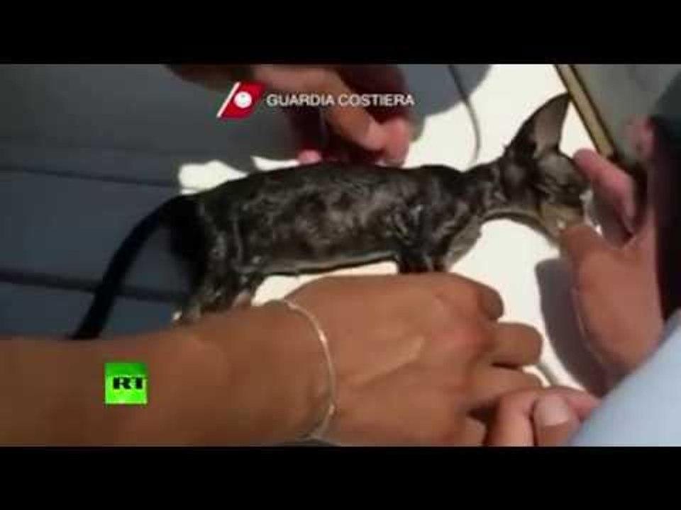 Meet Charlie: Italian coastguards rescue drowning kitten using CPR