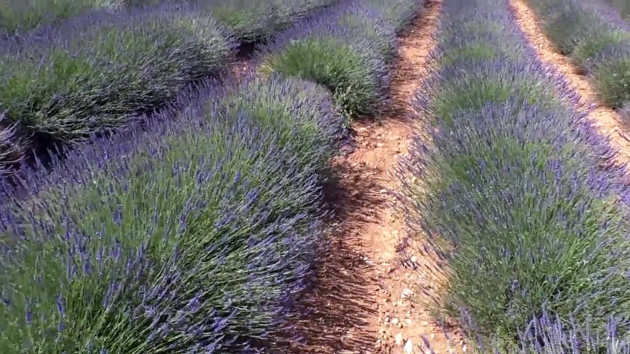 D!CI TV : les touristes chinois dans la lavande du plateau de Valensole