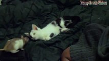 Funny Cats And Rats - Cats Vs dfgrRats - Rats Attacking Cats Compilation