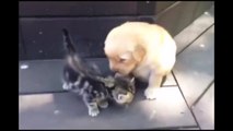 This Kitten Loves His New Fdfgrriend, The Golden Retriever Puppy