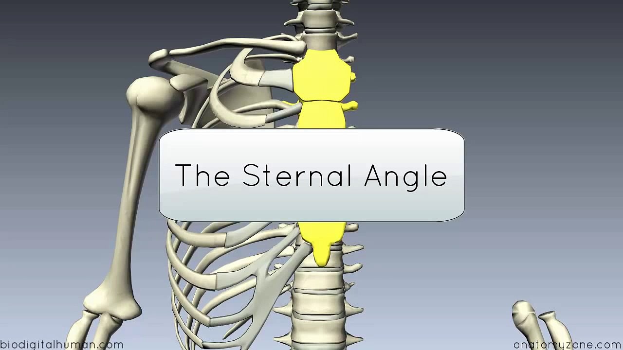 Angle of Louis, Sternal angle