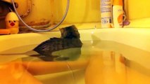Funny Cats Enjoying Bath _ Cats That LOVdgrE Water Compi