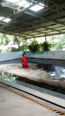 Un dresseur se fait mordre par un crocodile en mettant sa tête dans la gueule de l'animal