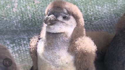 This Simple Design For A Nest Could Save African Penguins