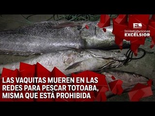 Vaquita Marina Segunda Entrega: Siguiendo el rastro de las totoabas
