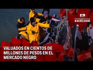 Vaquita Marina Tercera Entrega: Tráfico ilegal que genera millones