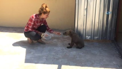 Tedavisi Tamamlanan Yavru Ayıya Birinci Sınıf Yolculuk
