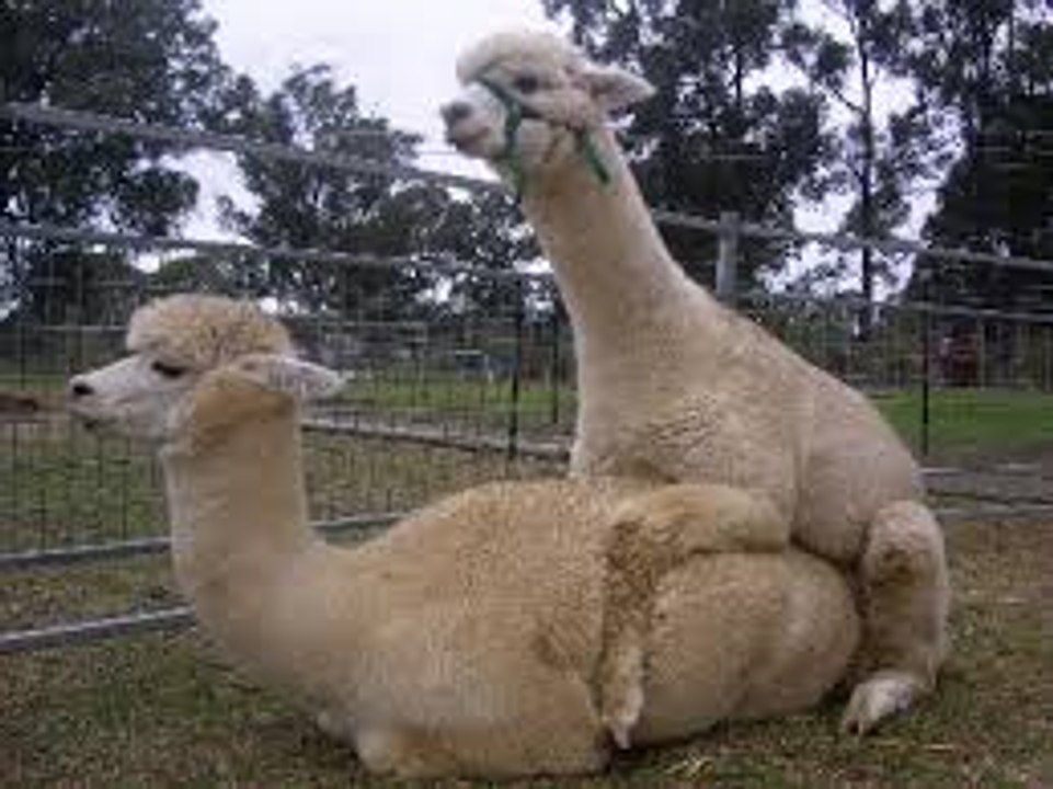 Acoplamiento divertido de la alpaca