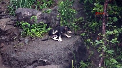 Rize Yavru Köpekler Taş Ocağına Terk Edildi